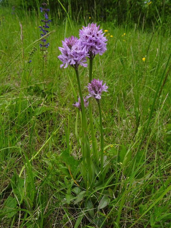 Neotinea tridentata - Cimone (TN)